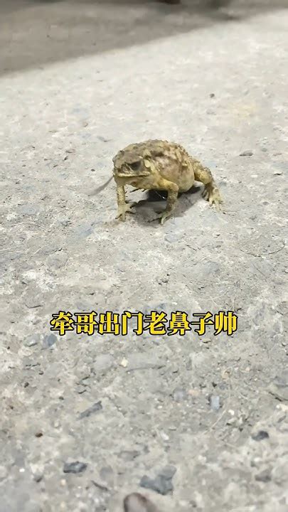 青蛙跑到家裡